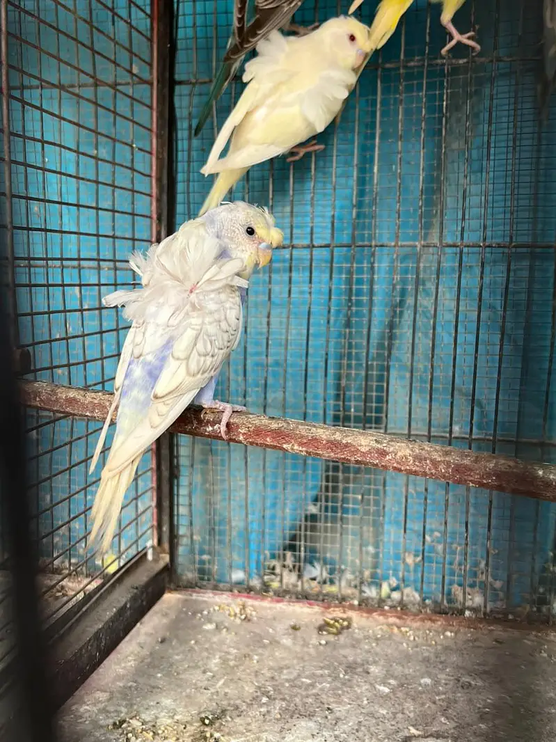 TCB Hogo Pair & Redeye Lacewing Hogos — photo 4