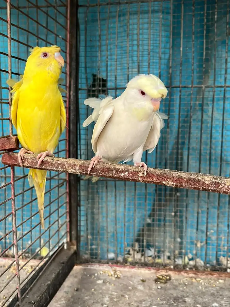 TCB Hogo Pair & Redeye Lacewing Hogos — photo 5