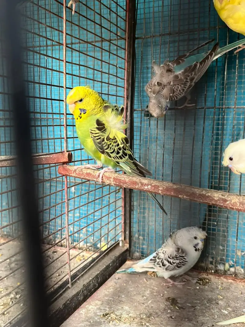 TCB Hogo Pair & Redeye Lacewing Hogos — photo 8