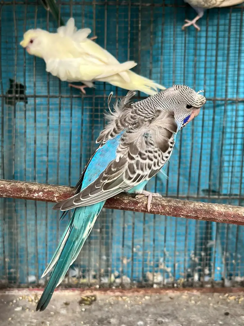 TCB Hogo Pair & Redeye Lacewing Hogos — photo 9