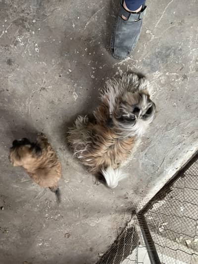 shish tzu puppies available