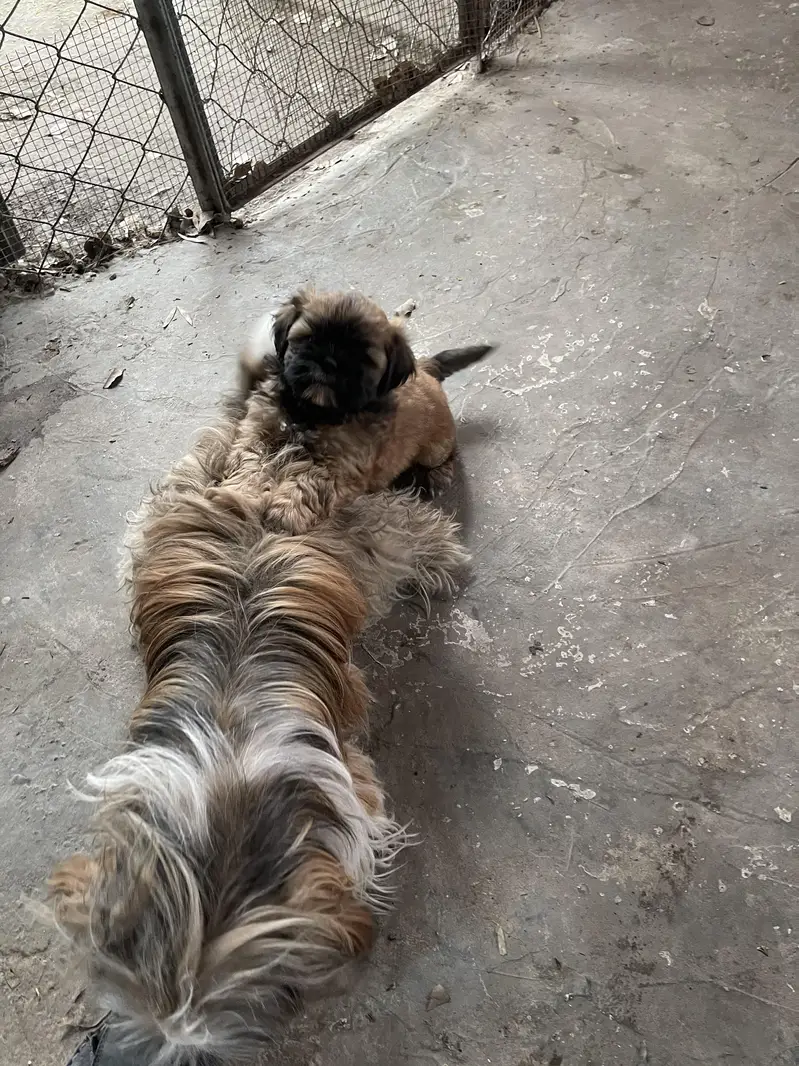 shish tzu puppies available — photo 2