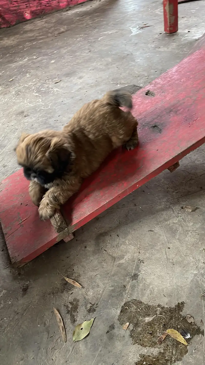 shish tzu puppies available — photo 3