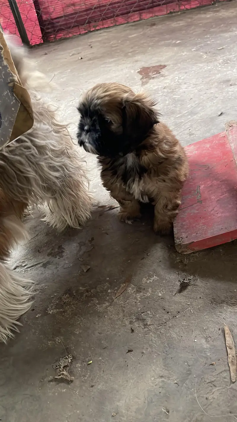 shish tzu puppies available — photo 4