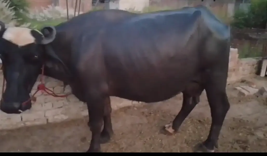 confirm 3rd sua hai pichay 4 month ki katti hai 430000 urgent sale mi — photo 3
