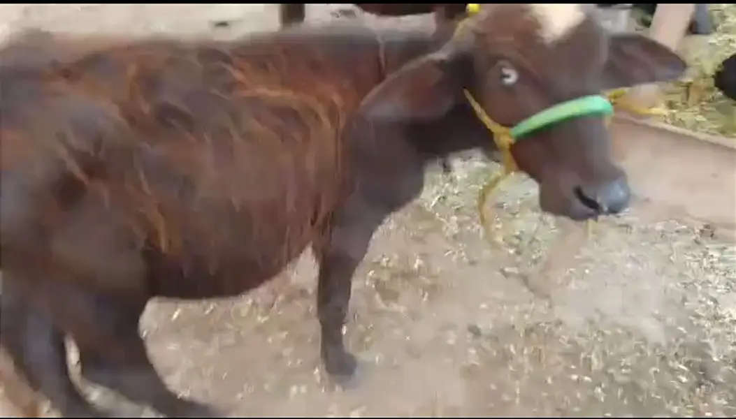 confirm 3rd sua hai pichay 4 month ki katti hai 430000 urgent sale mi — photo 4