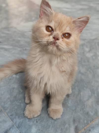 punch face triple coated, litter trained, on home feed