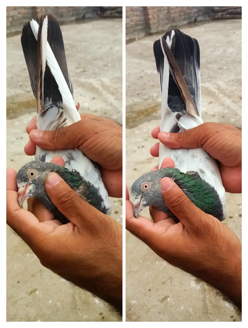 6 jory or 8 perwazi kabter for sale healthy active — photo 4