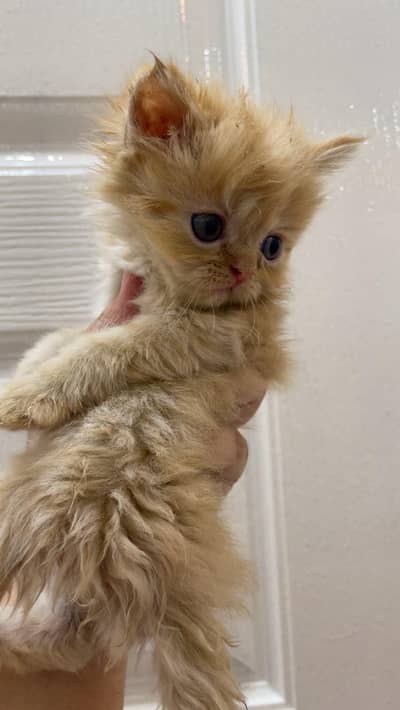 Persian kitten for sale
