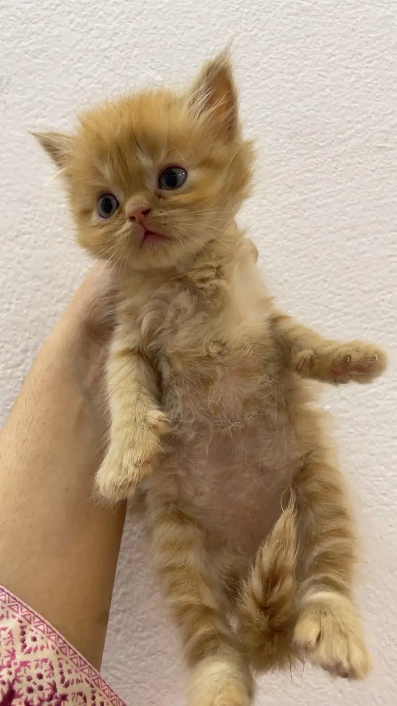 Persian kitten for sale — photo 2
