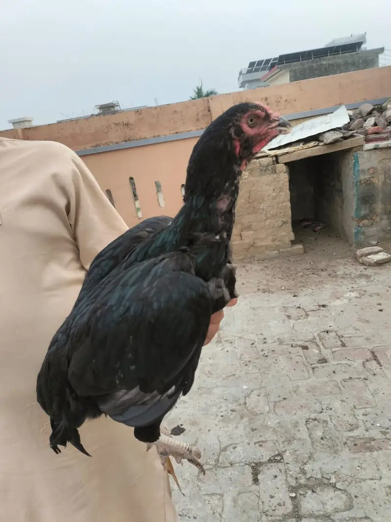 inke Sath char pattiyan aur char patthe Hain — photo 2