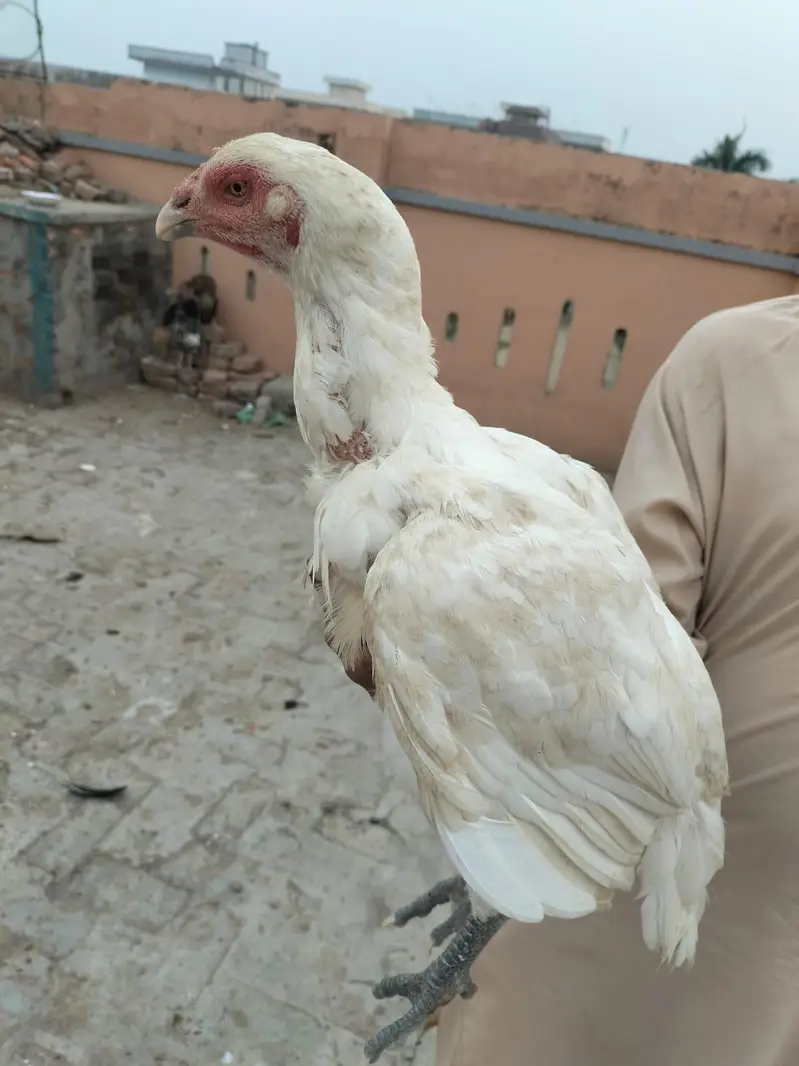 inke Sath char pattiyan aur char patthe Hain — photo 3