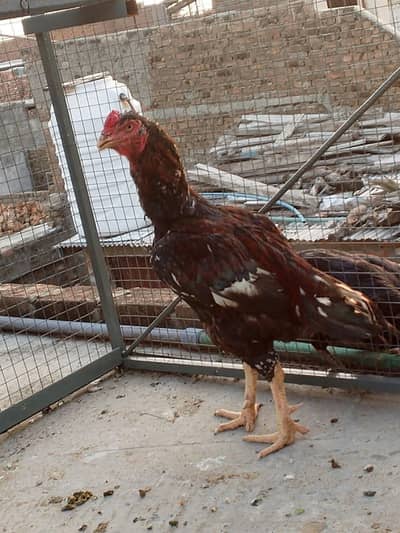 lakha breder male