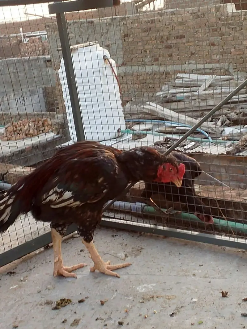 lakha breder male — photo 2