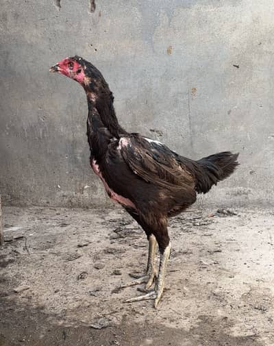Panus pakoye breeder female