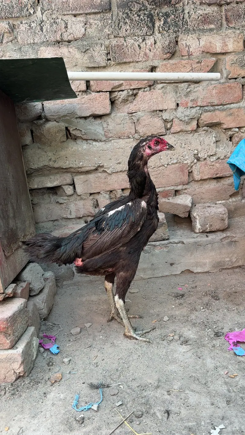 Panus pakoye breeder female — photo 2