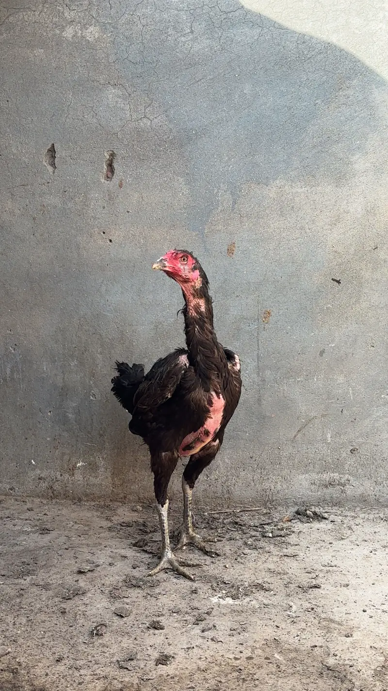 Panus pakoye breeder female — photo 3