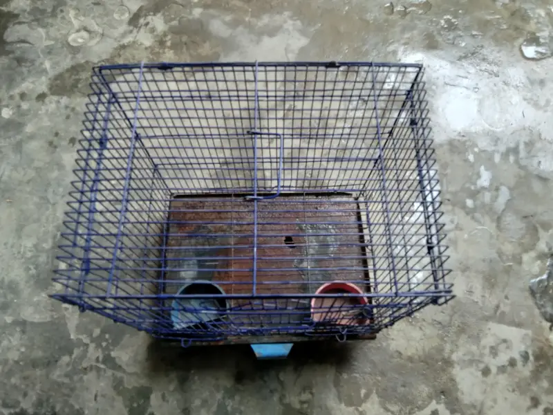 bird cage — photo 3