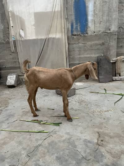 1 Bakra 1 bakri  pair 03152344578