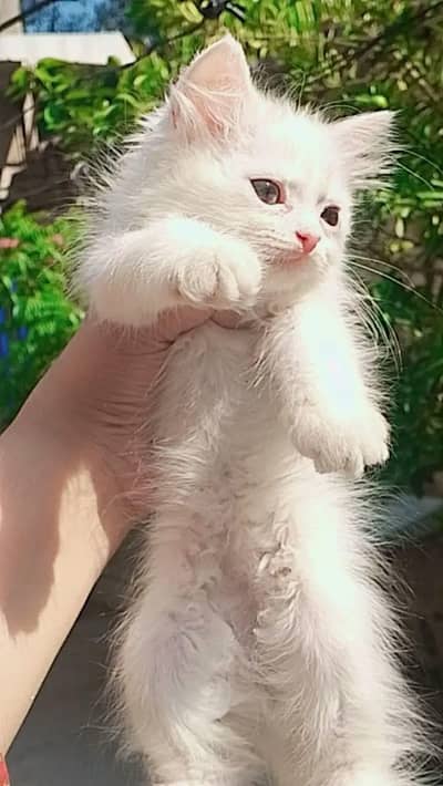 2 female 1 female semi punch pure white health literd traini