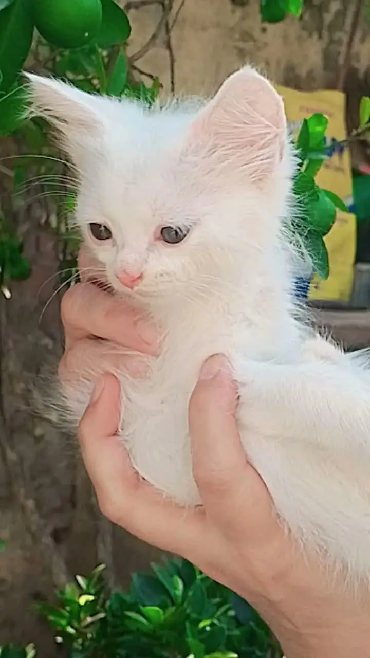 2 female 1 female semi punch pure white health literd traini — photo 2