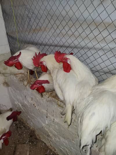 W80 MALE ROOSTER