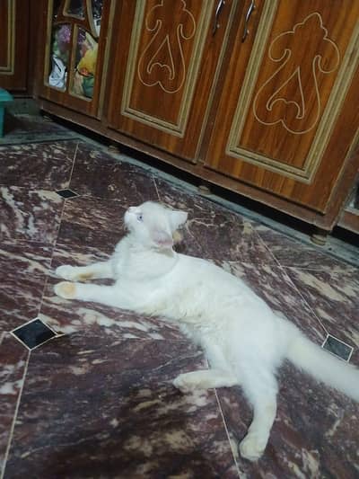 cats sale