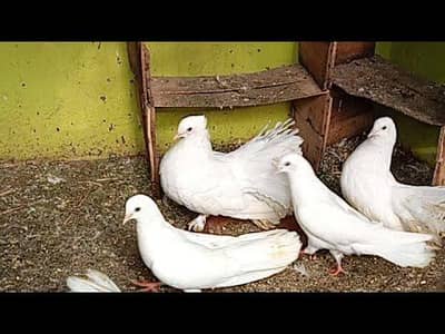 american lakhay pair