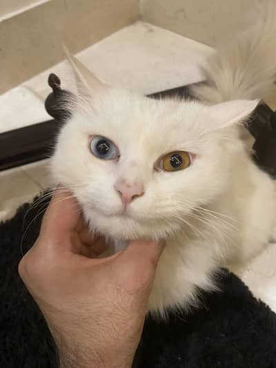 Beautiful Persian Triple Coated Cat for sale