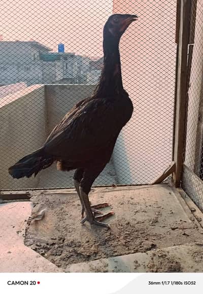 2 THAI ASEEL FEMALES HOME BREED QUALITY BIRDS