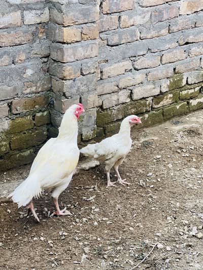 White Aseel pair