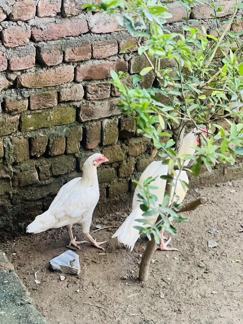 White Aseel pair — photo 2