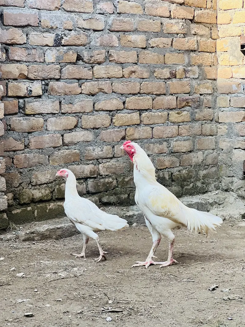 White Aseel pair — photo 3