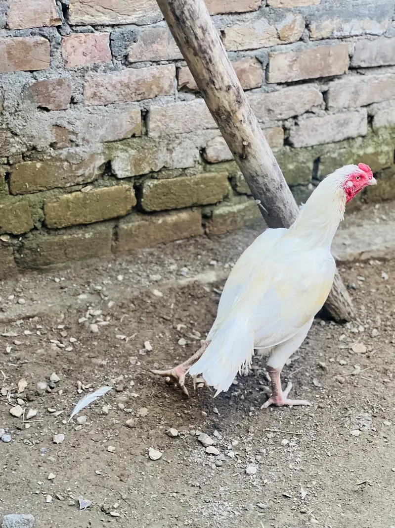 White Aseel pair — photo 4