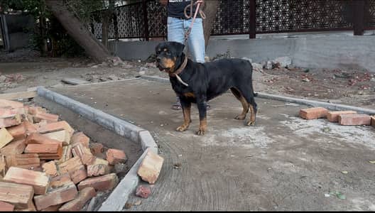 Rottweiler female