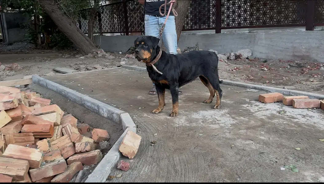 Rottweiler female