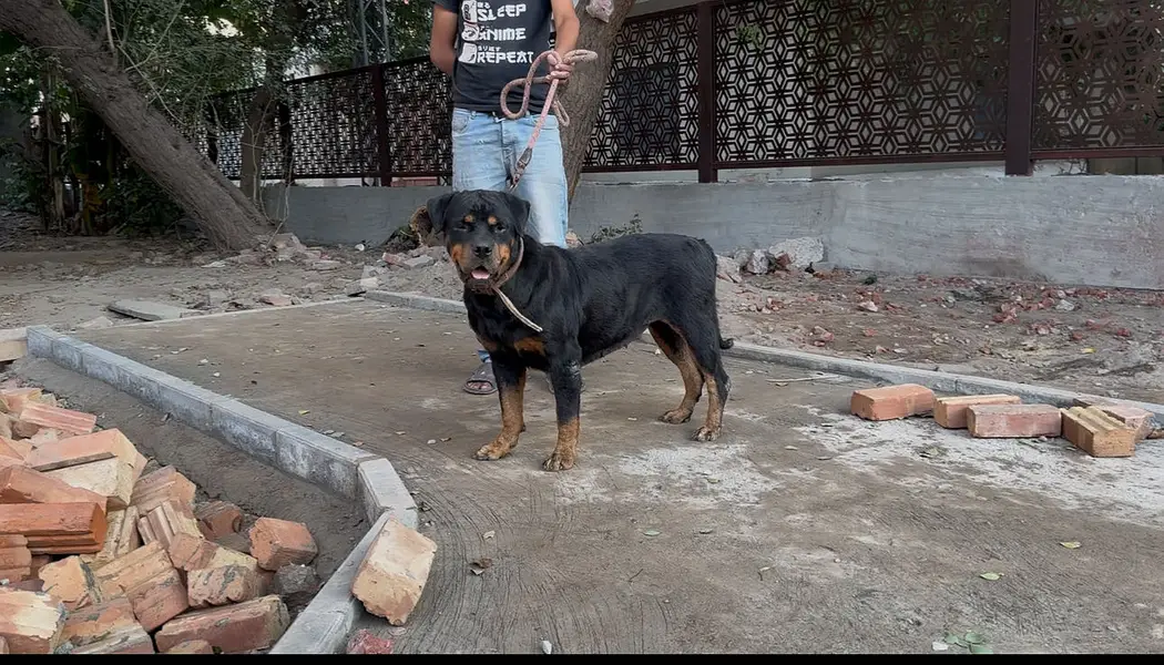 Rottweiler female — photo 2