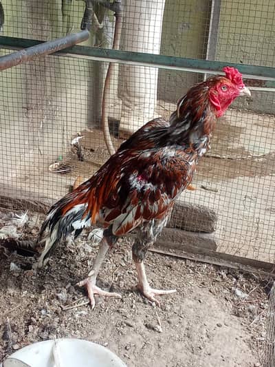 Pure Aseel Murga & Chicks