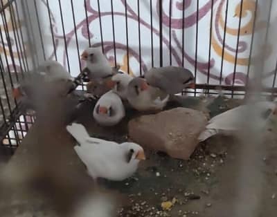 finches mix