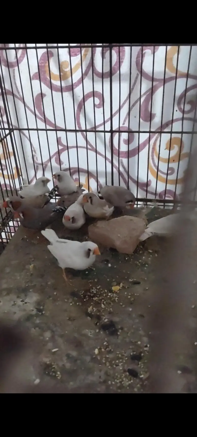 finches mix — photo 2