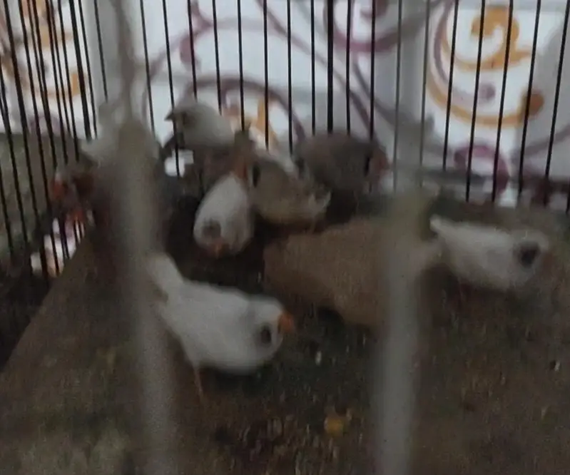 finches mix — photo 3