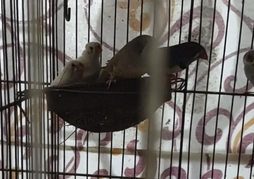finches mix — photo 4