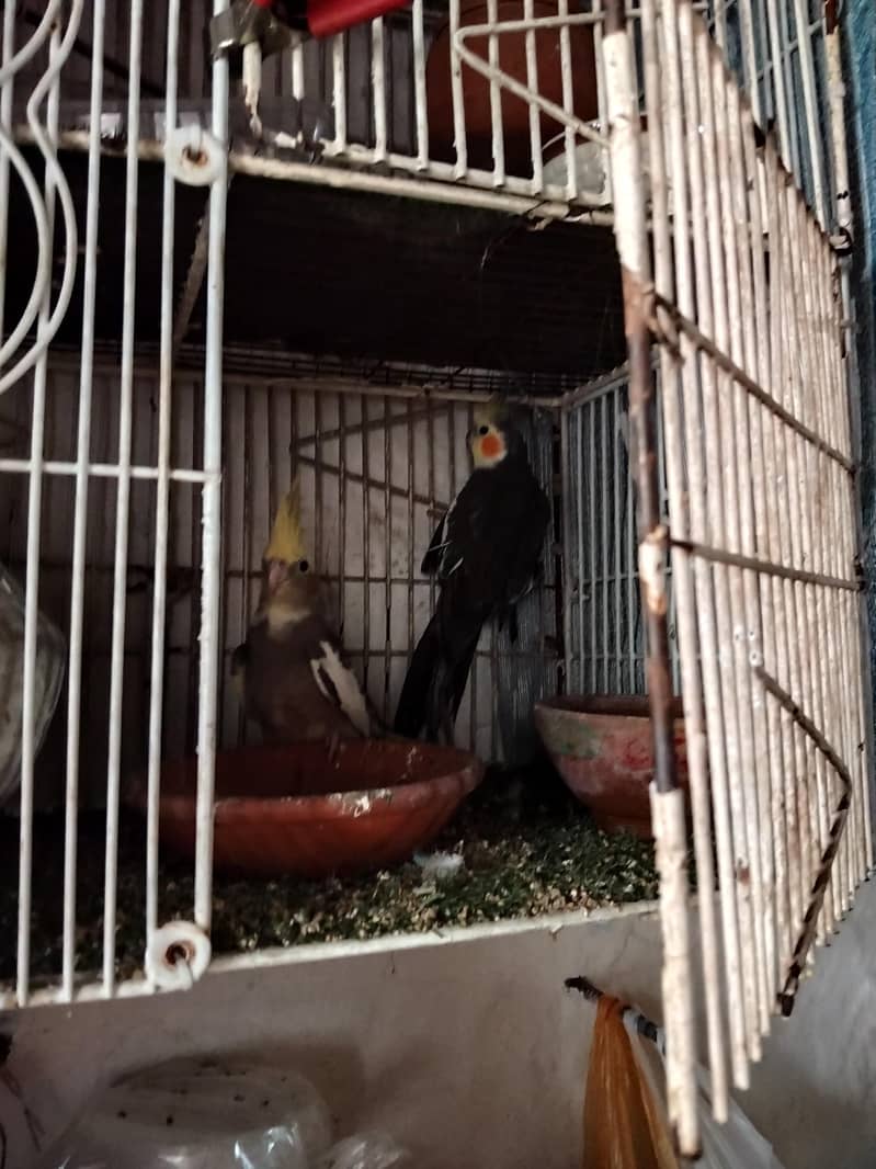 cage_ 3
