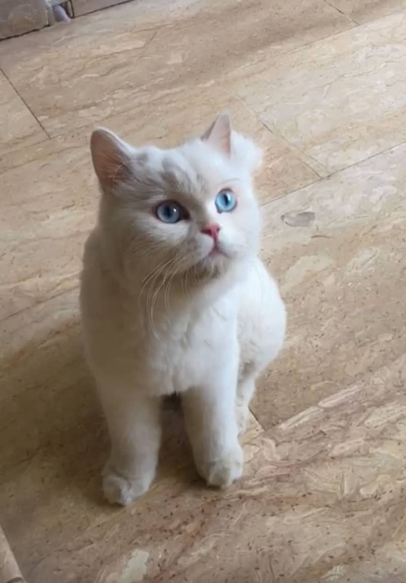 Persian cat 0