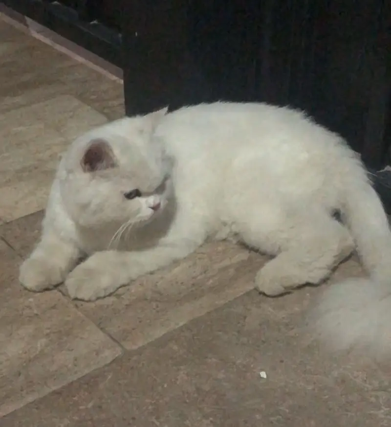Persian cat — photo 2