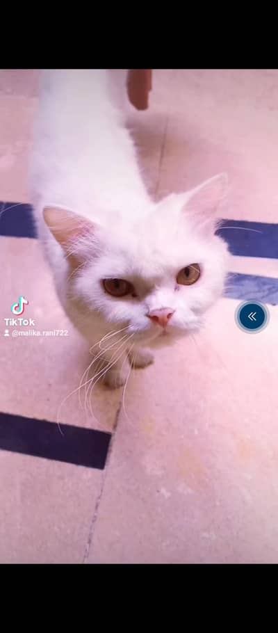 Persian white cat 1 year