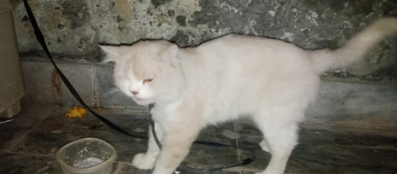 cat sell 0