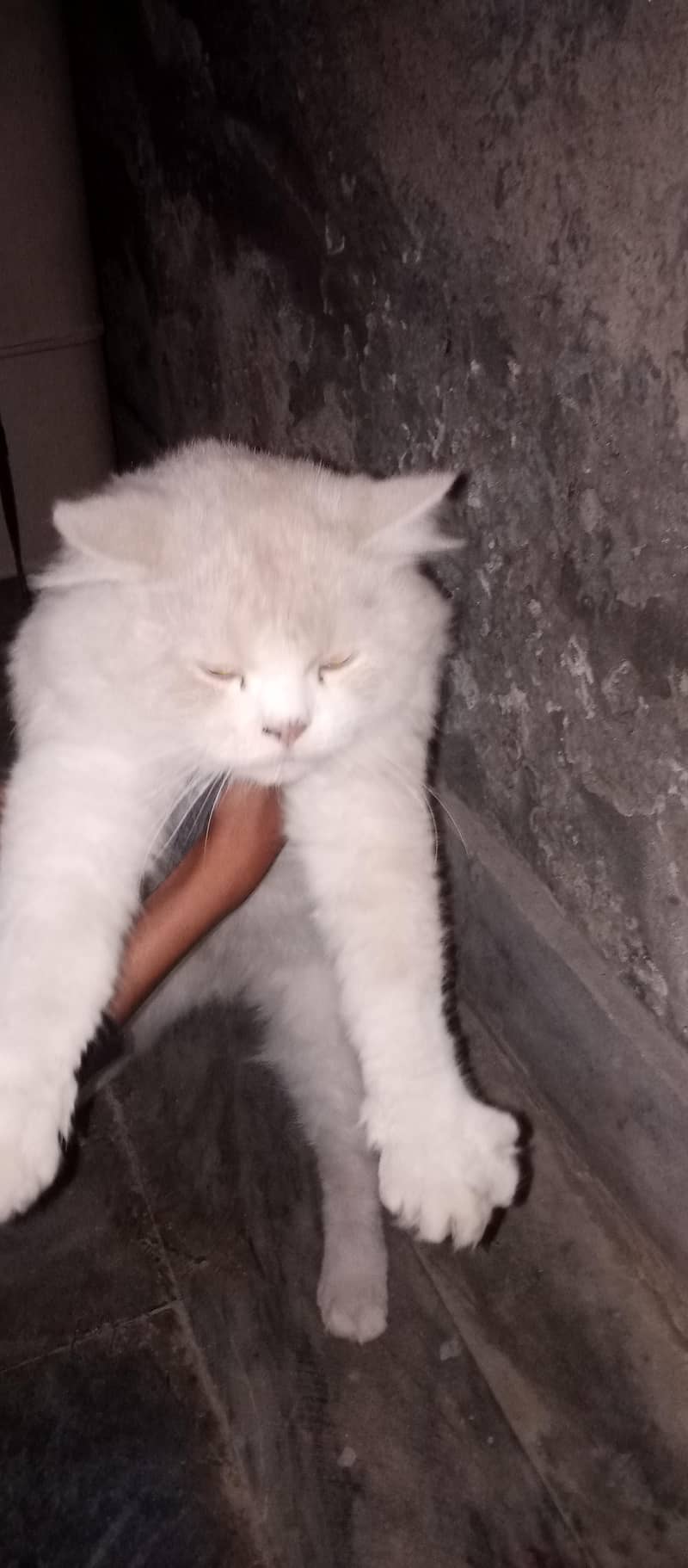 cat sell 1