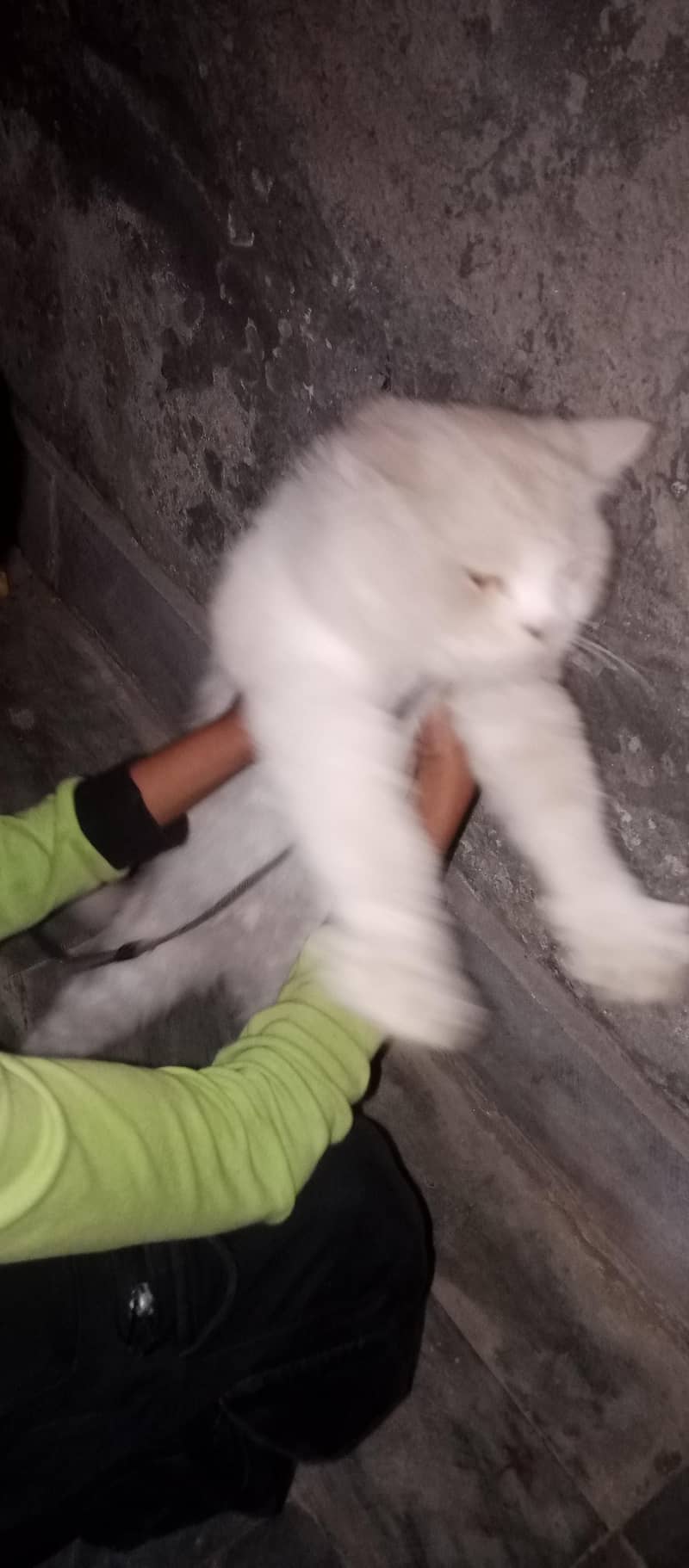 cat sell 2