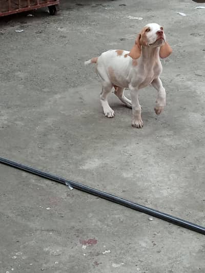 English Pointer Dog Male Healthy and Active